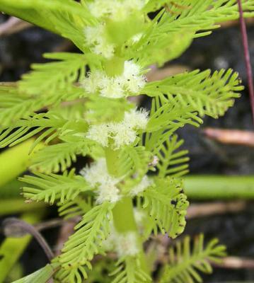 Factsheet - Myriophyllum Aquaticum